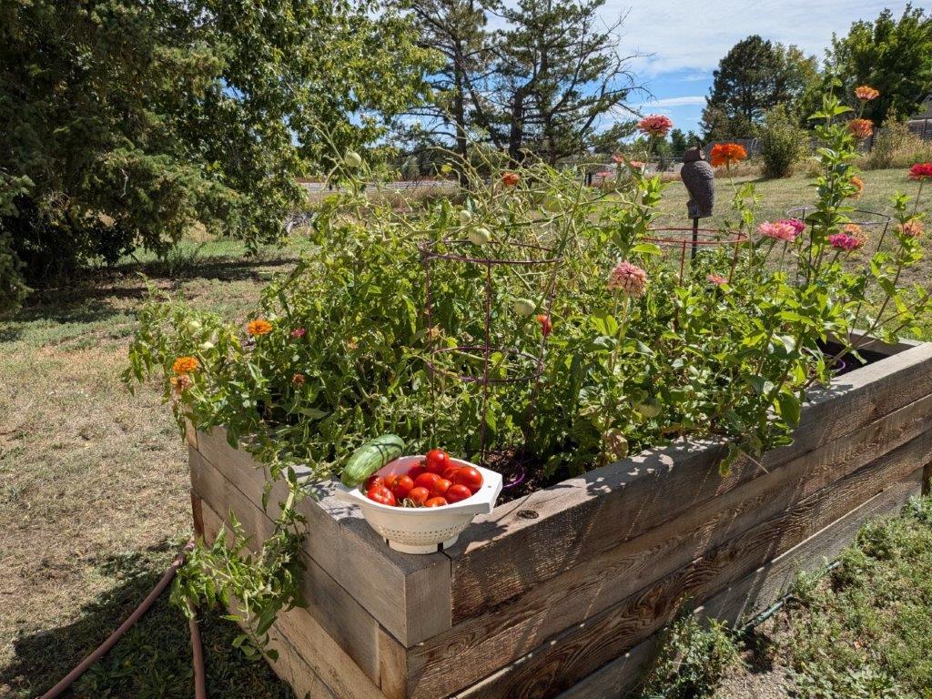 Caring for chickens brings sense of responsibility for women in recovery