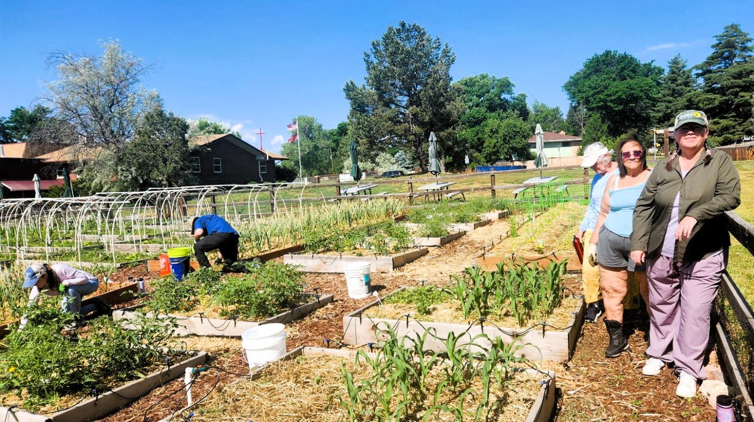 Salvation Army garden harvest feeds Broomfield families through local partnership