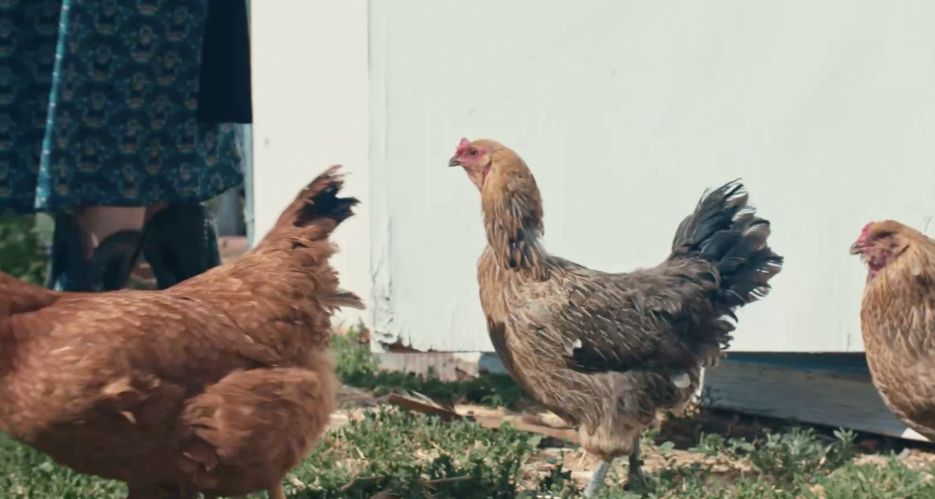 The Healing Coop: How chickens are helping women stay sober