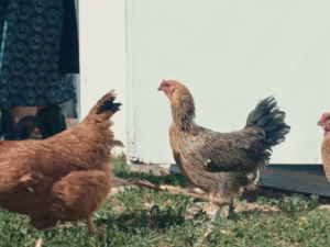 The Healing Coop: How chickens are helping women stay sober