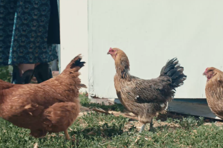 The Healing Coop: How chickens are helping women stay sober