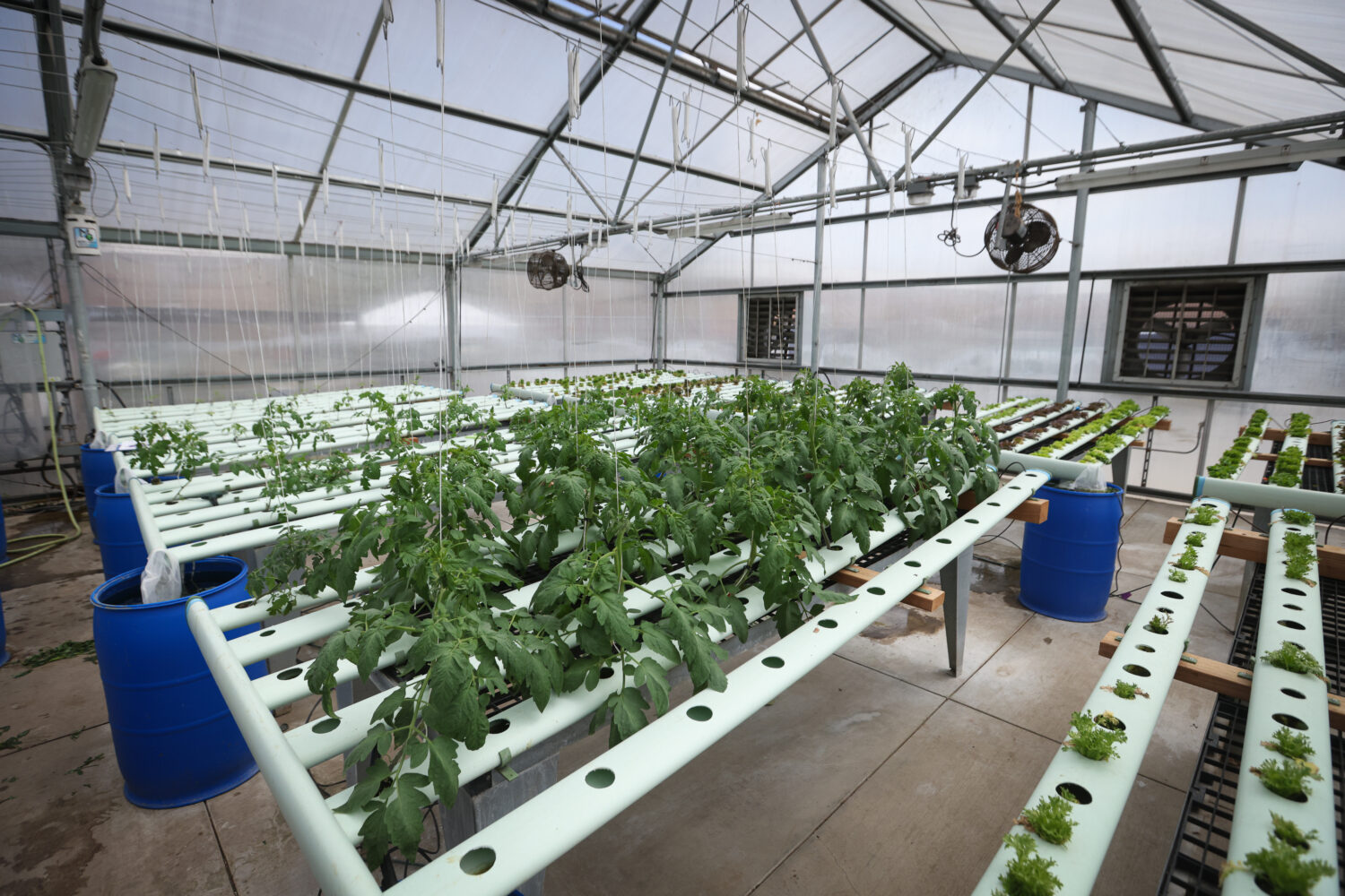GrowGood garden at Bell Shelter helps residents find peace and renewed purpose
